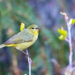 An orange-crowned warbler is one of the bird species that likes to nest in slash and wood piles. (Photo by Colin Canterbury/FWS)