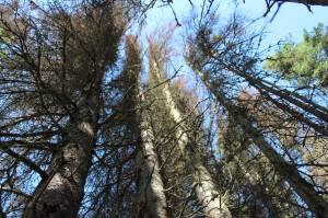 Spruce trees infested with beetles can be seen on July 2, 2021, in Soldotna, Alaska. (Photo by Ashlyn OHara/Peninsula Clarion)