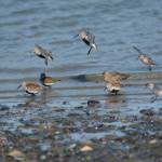 Dunlins, western sandpipers and a dowitcher feed on Saturday, May 2, 2020, on the Homer Spit near Green Timbers in Homer, Alaska. (Photo by Michael Armstrong/Homer News)