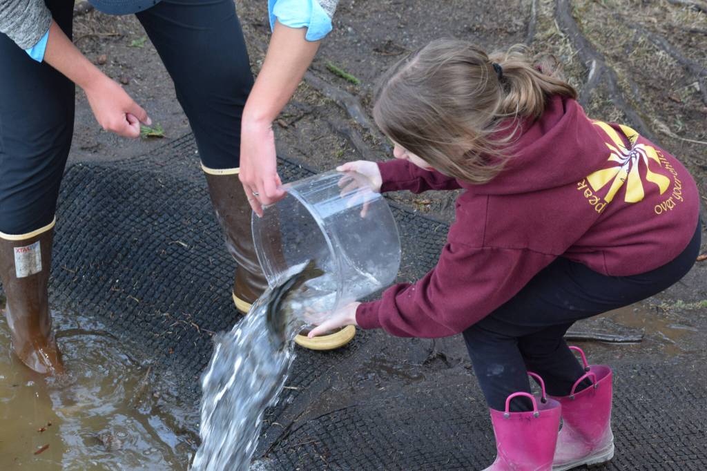Kamryn Best releases her rainbow trout at the 21st annual Kenai Peninsula Salmon Celebration in Kasilof on Wednesday, May 11, 2022. (Camille Botello/Peninsula Clarion)