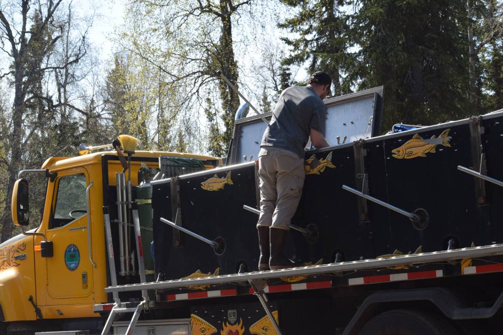 Kyle Griffiths, a fish culturist with the Alaska Department of Fish and Game, prepares rainbow trout to be released at the 21st annual Kenai Peninsula Salmon Celebration in Kasilof on Wednesday, May 11, 2022. (Camille Botello/Peninsula Clarion)