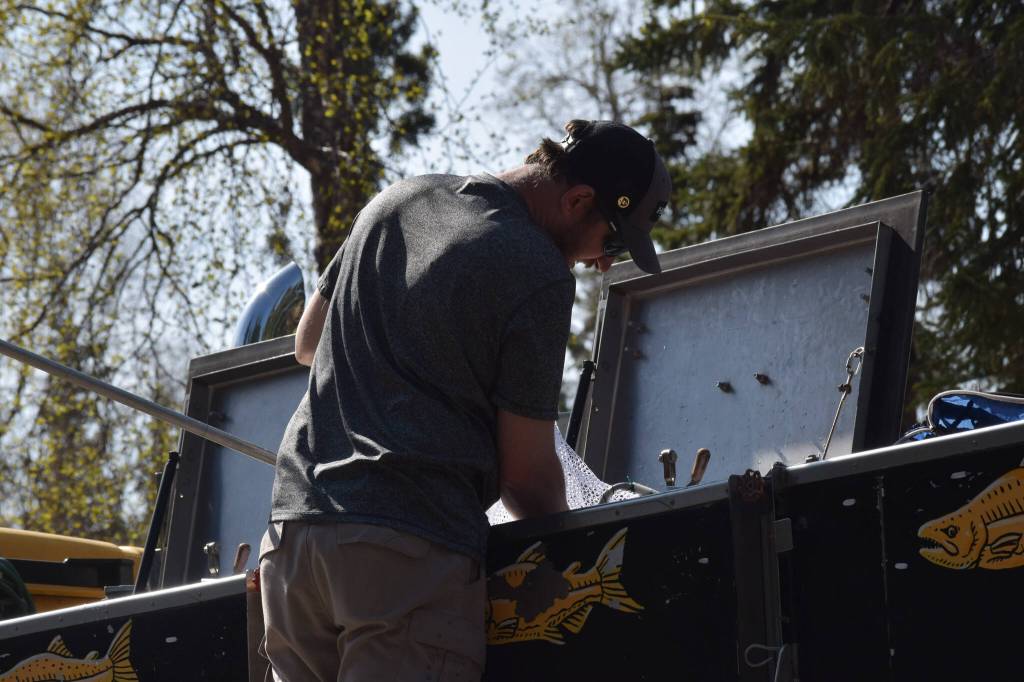 Kyle Griffiths, a fish culturist with the Alaska Department of Fish and Game, prepares rainbow trout to be released at the 21st annual Kenai Peninsula Salmon Celebration in Kasilof on Wednesday, May 11, 2022. (Camille Botello/Peninsula Clarion)