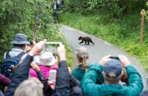 Tourists watch as one of two cubs belonging to an 18-year-old sow black bear crosses the path between groups of tourists visiting the Mendenhall Glacier Visitor Center on Wednesday, July 18, 2018. (Michael Penn / Juneau Empire File)