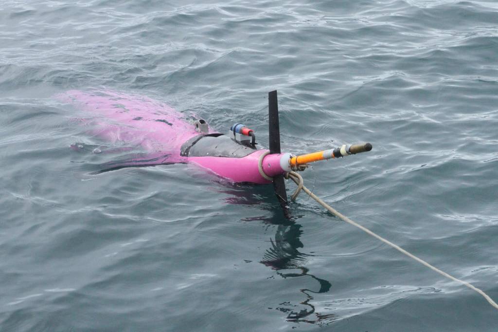 This May 4, 2022, photo shows an underwater glider bobbing in the Gulf of Alaska. The glider was fitted with special sensors to study ocean acidification. (AP Photo/Mark Thiessen)