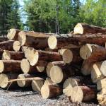 Wood is piled near the entrance to Centennial Park on Thursday, May 26, 2022 in Soldotna, Alaska. (Ashlyn OHara/Peninsula Clarion)
