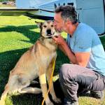 In this photo provided by Regal Air, musher Sebastien Dos Santos Borges, of France, and sled dog Leon arrive in Anchorage, Alaska, Saturday, June 4, 2022, after being reunited. The Iditarod Trail Committee says Leon went missing in March during the nearly 1,000-mile race across Alaska before being found three months later after covering nearly 150 miles. Leon was expected to see a veterinarian in the coming days and needs a health certificate before he can fly back to France, Iditarod spokesperson Shannon Markley said. (Rebecca Clark/Regal Air via AP)