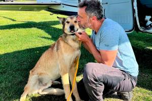 In this photo provided by Regal Air, musher Sebastien Dos Santos Borges, of France, and sled dog Leon arrive in Anchorage, Alaska, Saturday, June 4, 2022, after being reunited. The Iditarod Trail Committee says Leon went missing in March during the nearly 1,000-mile race across Alaska before being found three months later after covering nearly 150 miles. Leon was expected to see a veterinarian in the coming days and needs a health certificate before he can fly back to France, Iditarod spokesperson Shannon Markley said. (Rebecca Clark/Regal Air via AP)