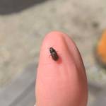 A spruce bark beetle rests on the photographers thumb on Wednesday, June 1, 2022, in Cantwell, Alaska. (Ashlyn OHara/Peninsula Clarion)