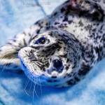 A female harbor seal pup is admitted to the Alaska SeaLife Center in Seward, Alaska, on Thursday, June 2, 2022, after she was abandoned on a beach in Kasilof, Alaska. (Photo courtesy Kaiti Grant, Alaska SeaLife Center)