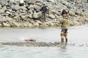 A fisherman catches a salmon in the Nick Dudiak Fishing Lagoon before the tide washed in on June 25, 2021, in Homer, Alaska. (Photo by Sarah Knapp/Homer News)