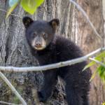 Doing our part to be bear smart keeps bears behaving naturally on the Kenai National Wildlife Refuge. Photo taken with a 600mm zoom lens. (Photo by Colin Canterbury/FWS)
