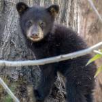 "Doing our part to be bear smart" keeps bears behaving naturally on the Kenai National Wildlife Refuge. Photo taken with a 600mm zoom lens. (Photo by Colin Canterbury/FWS)
