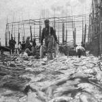 P.F. Frenchy Vian took this image of men and women harvesting salmon from a fish trap near Kenai in about 1900. (Photo courtesy of the Viani Family Collection)
