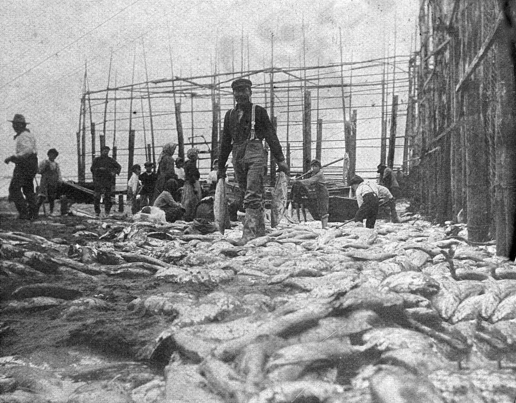 P.F. Frenchy Vian took this image of men and women harvesting salmon from a fish trap near Kenai in about 1900. (Photo courtesy of the Viani Family Collection)
