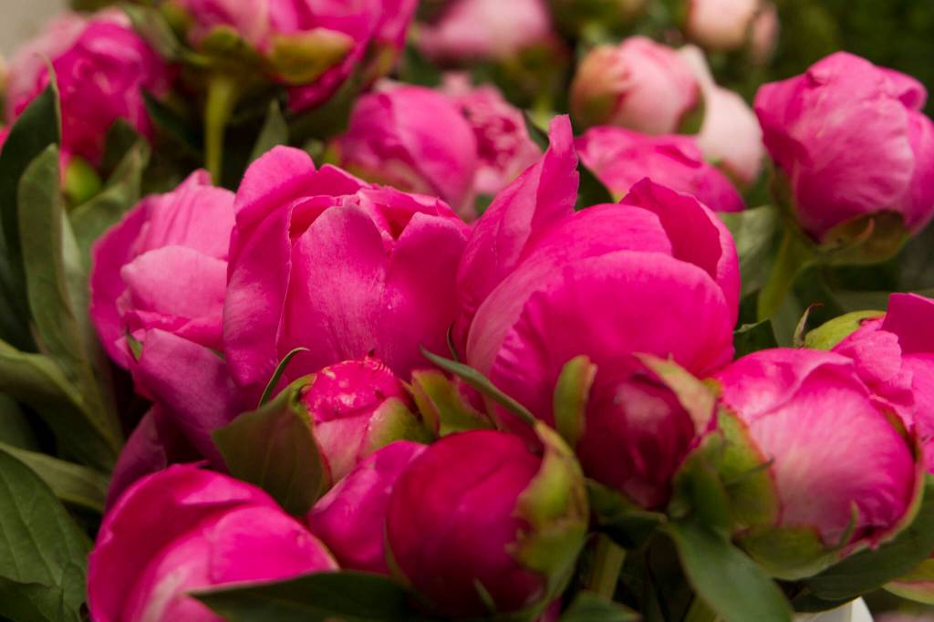 Peonies used at Alaska Perfect Peony Farm to create bouquets for a tour group on July 9, 2021, in Homer, Alaska. (Photo by Sarah Knapp/Homer New file)