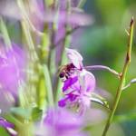 Thereճ a lot of buzz around fireweed. A diversity of pollinators visit the flowers. (Photo by Katrina Liebich/USFWS)