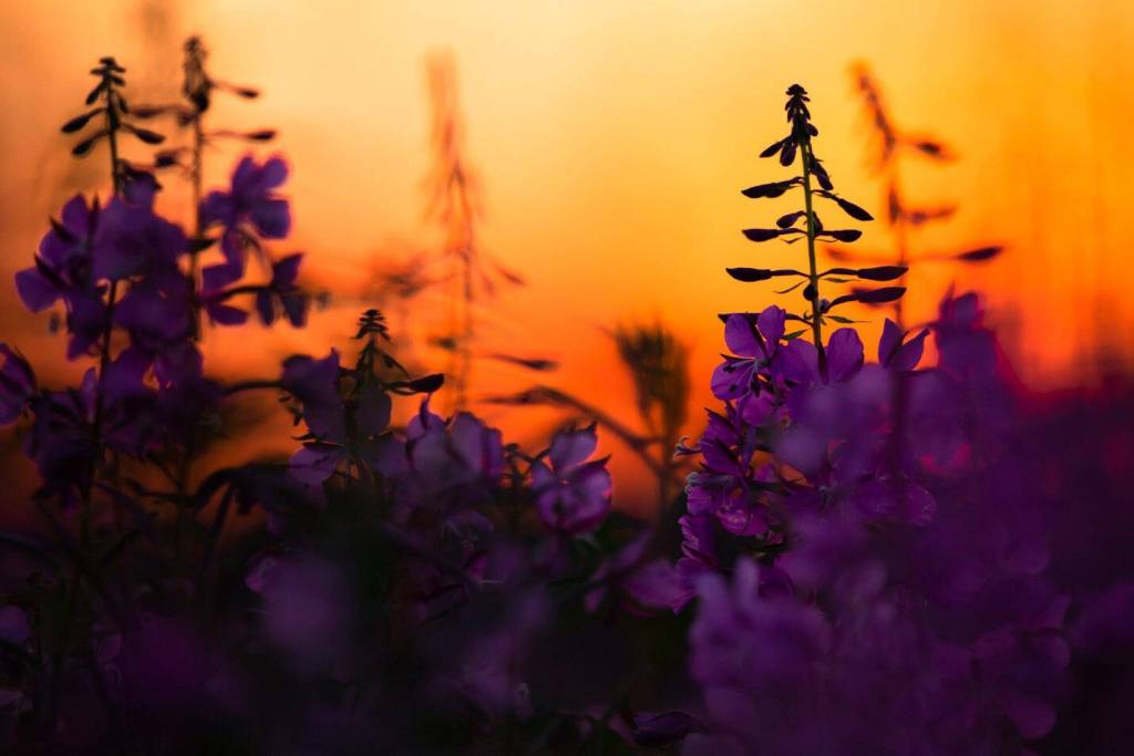 Fireweed is a showstopper at sunset. (Photo by Lisa Hupp/USFWS)