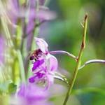 Thereճ a lot of buzz around fireweed. A diversity of pollinators visit the flowers. (Photo by Katrina Liebich/USFWS)