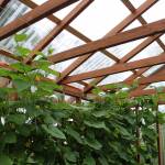 Plants grow inside of a greenhouse dedicated to Bill Osborn on Tuesday, July 12, 2022 in Kenai, Alaska. (Ashlyn OHara/Peninsula Clarion)