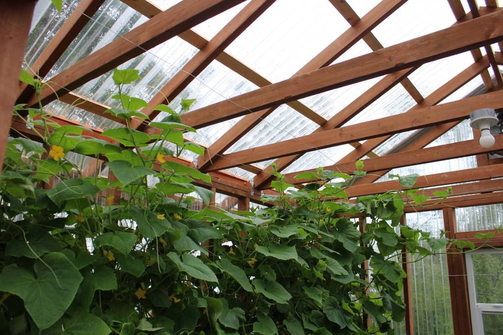 Plants grow inside of a greenhouse dedicated to Bill Osborn on Tuesday, July 12, 2022 in Kenai, Alaska. (Ashlyn OHara/Peninsula Clarion)