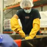 Clarise Larson / Juneau Empire
Barnacle Foods employees use large knives to chop up bull kelp as it makes it was down the conveyor belt.