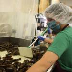 Clarise Larson / Juneau Empire
Barnacle Foods employees help kelp make its way down a conveyor belt.
