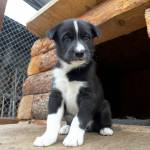 Mike the puppy is seen at Denali National Park and Preserve. (Photo courtesy National Park Service)