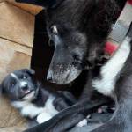 Mike the puppy is seen with his mom, Olive, at Denali National Park and Preserve. (Photo courtesy National Park Service)