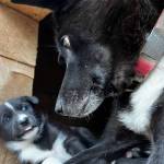 Mike the puppy is seen with his mom, Olive, at Denali National Park and Preserve. (Photo courtesy National Park Service)