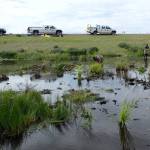 Crews from the Kenai National Wildlife Refuge and Kenai Watershed Forum remove cattails along the Sterling Highway on July 6, 2022. (Photo by Matt Bowser/USFWS)