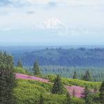Photo by Michael Armstrong/Homer News
Mount Redoubt rises above Cook Inlet and the Anchor River drainage as fireweed is in bloom, as seen from Diamond Ridge Road on July 22 near Homer.
