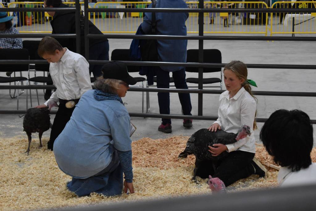Elodie Frisk shows a turkey at the 4-H Agriculture Expo in Soldotna, Alaska, on Aug. 5, 2022. (Jake Dye/Peninsula Clarion)