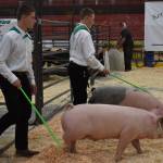 Pigs enter the arena to be shown at the 4-H Agriculture Expo in Soldotna, Alaska, on Aug. 5, 2022 (Jake Dye/Peninsula Clarion)