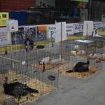 Turkeys on display at the 4-H Agriculture Expo in Soldotna, Alaska, on Aug. 5, 2022. (Jake Dye/Peninsula Clarion)