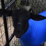 A goat waits to be shown at the 4-H Agriculture Expo in Soldotna, Alaska, on Aug. 5, 2022. (Jake Dye/Peninsula Clarion)