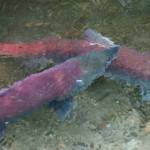 Ben Hohenstatt / Juneau Empire
Sockeye salmon return to Steep Creek to spawn. Alaskas overall commercial salmon harvest across all species is currently up 15% from 2021 (2020 for pinks) with Bristol Bay and the Prince William Sound largely carrying the weight while other regions lag, according to data from the most recent Alaska Seafood Marketing Institute weekly salmon harvest update.