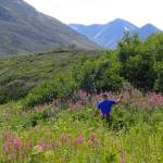 Pilot and biologist Dom Watts collects bees at Twin Lakes as part of the refuges pollinator survey. (Photo by Matt Bowser/USFWS)