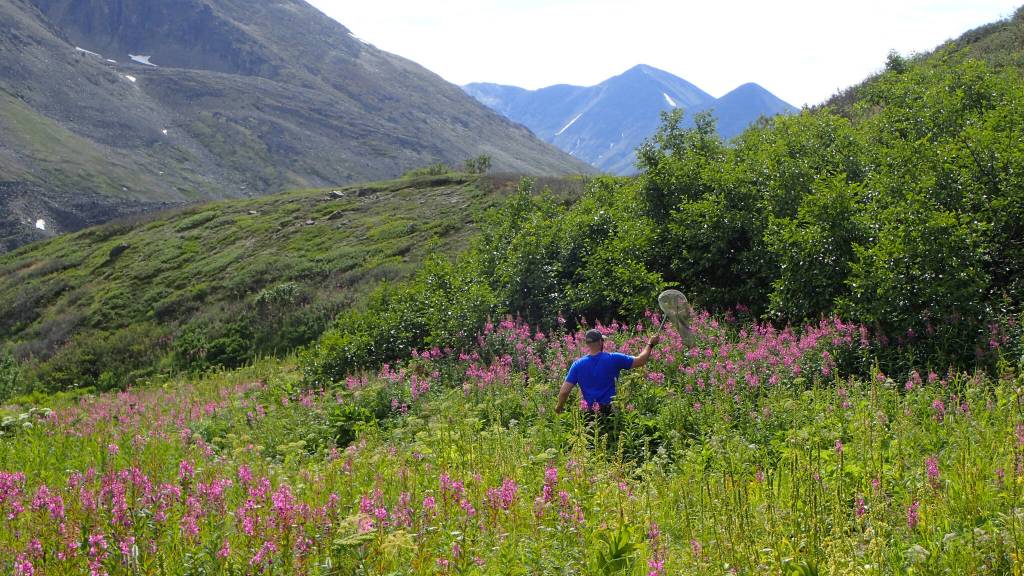 Pilot and biologist Dom Watts collects bees at Twin Lakes as part of the refuges pollinator survey. (Photo by Matt Bowser/USFWS)