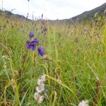 Pollinator survey at Emerald Lake discovers Bombus at work inside the hood of Aconitum delphinifolium. (Photo by Anya Bronowski/USFWS)