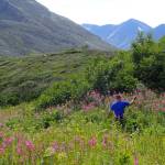 Pilot and biologist Dom Watts collects bees at Twin Lakes as part of the refuge's pollinator survey. (Photo by Matt Bowser/USFWS)