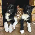 Courtesy / National Park Service 
From left, puppies Mike, Bosn and Skipper cuddle up in their doghouse at Denali National Park and Preserve.