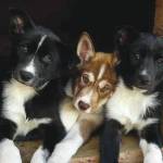 From left to right, puppies Mike, Bos'n and Skipper cuddle up in their doghouse at Denali National Park and Preserve. (Courtesy / National Park Service)