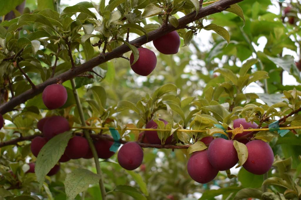 Plum-Cherry hybrids are ready to be picked at OBrien Garden & Trees on Wednesday, Aug. 31, 2022, in Nikiski, Alaska. (Jake Dye/Peninsula Clarion)