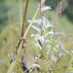 Photo by Michael Armstrong/Homer News
Fireweed has gone to fluff as seen on Friday, Sept. 2, at the Lookout Mountain Trails near Homer.