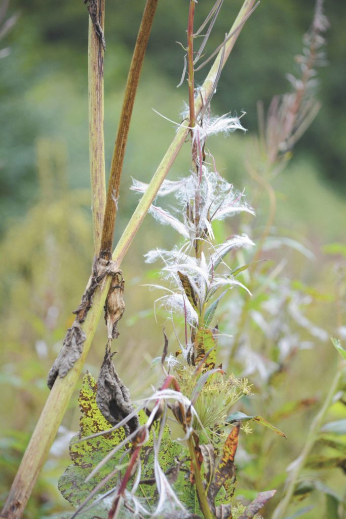 Photo by Michael Armstrong/Homer News
Fireweed has gone to fluff as seen on Friday, Sept. 2, at the Lookout Mountain Trails near Homer.