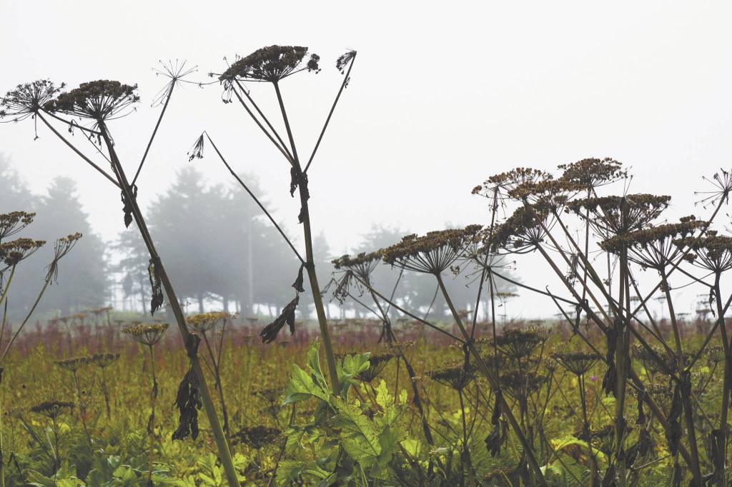 Photo by Michael Armstrong/Homer News
Fog rolls in on Saturday, Aug. 27, at the Halibut Campground in Anchor Point.
