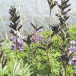 Photo by Michael Armstrong/Homer News
All but a few lupine flowers had gone to seed on Monday, Aug. 29, along the Homer Spit Trail in Homer.