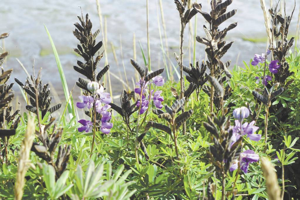 Photo by Michael Armstrong/Homer News
All but a few lupine flowers had gone to seed on Monday, Aug. 29, along the Homer Spit Trail in Homer.