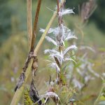 Fireweed has gone to fluff as seen on Friday, Sept. 2, 2022, at the Lookout Mountain Trails near Homer, Alaska. (Photo by Michael Armstrong/Homer News)