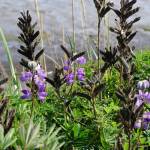 All but a few lupine flowers had gone to seed on Monday, Aug. 29, 2022, along the Homer Spit Trail in Homer, Alaska. (Photo by Michael Armstrong/Homer News)